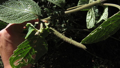 Piper artanthe
