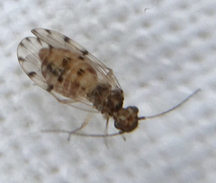 Ectopsocus petersi