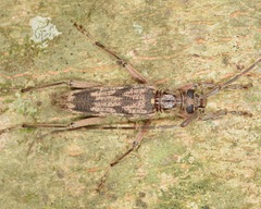 Elytrimitatrix undata
