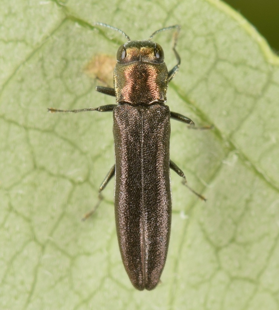 Dogwood Agrilus