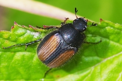 Omaloplia nigromarginata