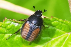 Omaloplia nigromarginata