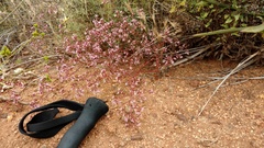 Chorizanthe fimbriata