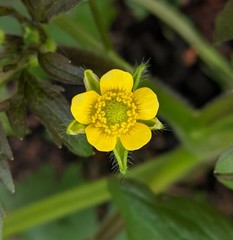 Ranunculus macounii