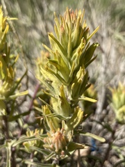 Castilleja flava flava