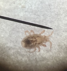 Ornithonyssus sylviarum