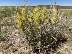 Castilleja flava flava