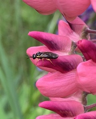 Xyeloidea