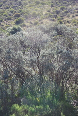 Psoralea velutina