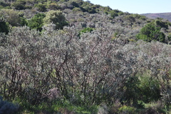 Psoralea velutina
