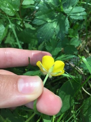 Ranunculus repens