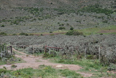 Psoralea velutina