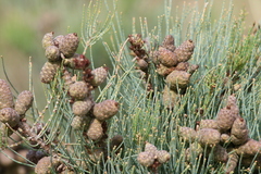 Allocasuarina lehmanniana