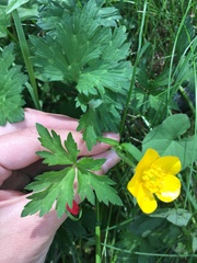 Ranunculus repens