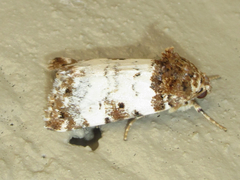 Pseudacontia crustaria
