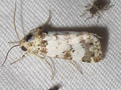 Pseudacontia crustaria