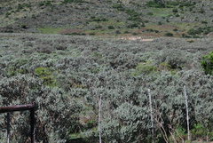 Psoralea velutina