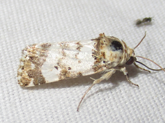 Pseudacontia crustaria