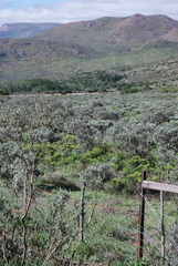 Psoralea velutina
