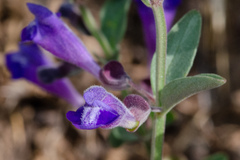 Scutellaria antirrhinoides