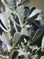 Psoralea velutina