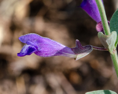 Scutellaria antirrhinoides