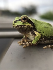 Hyla japonica