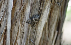 Catocala lineella