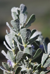 Psoralea velutina