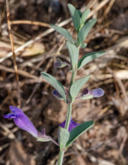 Scutellaria antirrhinoides