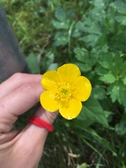 Ranunculus repens