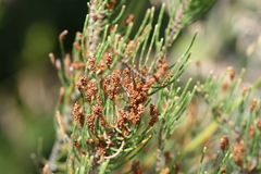 Allocasuarina lehmanniana