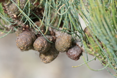 Allocasuarina lehmanniana