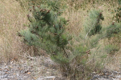 Allocasuarina lehmanniana