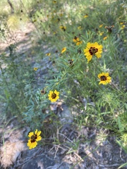 Coreopsis basalis