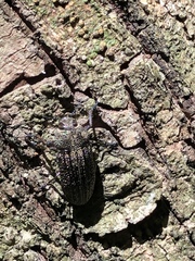 Polycesta