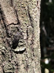 Polycesta