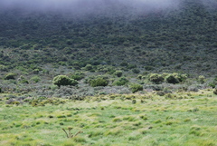 Psoralea velutina