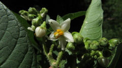 Solanum oblongifolium