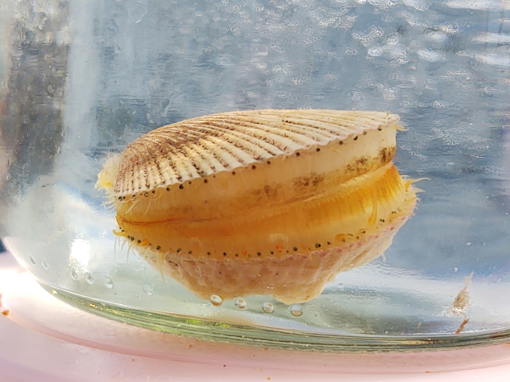 Reddish Scallop