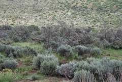 Psoralea velutina