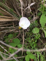 Oxalis minuta