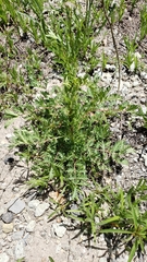 Sanguisorba occidentalis