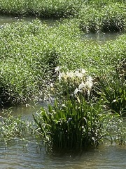 Hymenocallis coronaria