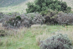 Psoralea velutina