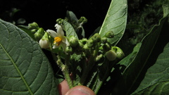 Solanum oblongifolium