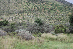 Psoralea velutina