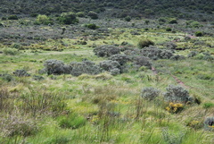Psoralea velutina