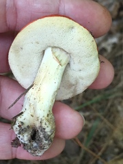 Tylopilus balloui