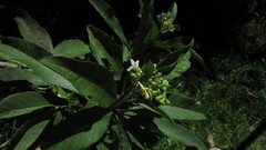 Solanum oblongifolium